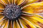 USA, Washington State, Sammamish. Zinnia with Autumn frost. Art Print